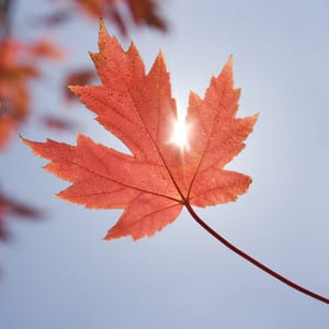 Red maple leaf.